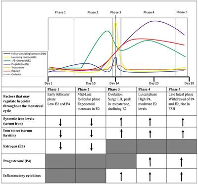 A contemporary understanding of iron metabolism in active premenopausal females